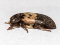 Dermestes lardarius